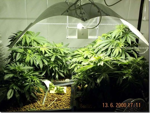 Cannabis_Garden_marijuana_weed_grow