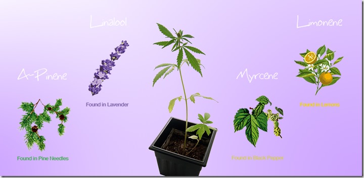 Flavourful-Cannabis_thumb.jpg