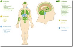 articles-endocannabinoid-system_text_2