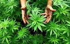 growing cannabis medicine