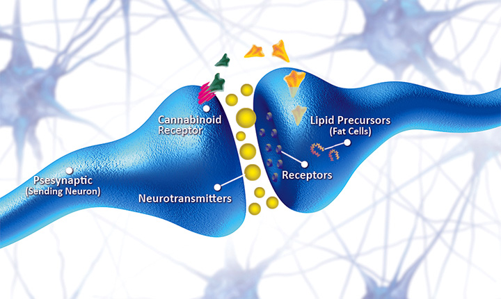 cannabinoid-receptors-and-neurotransmitters