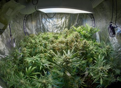 grow-houses-cannabis-ireland-2-390x285