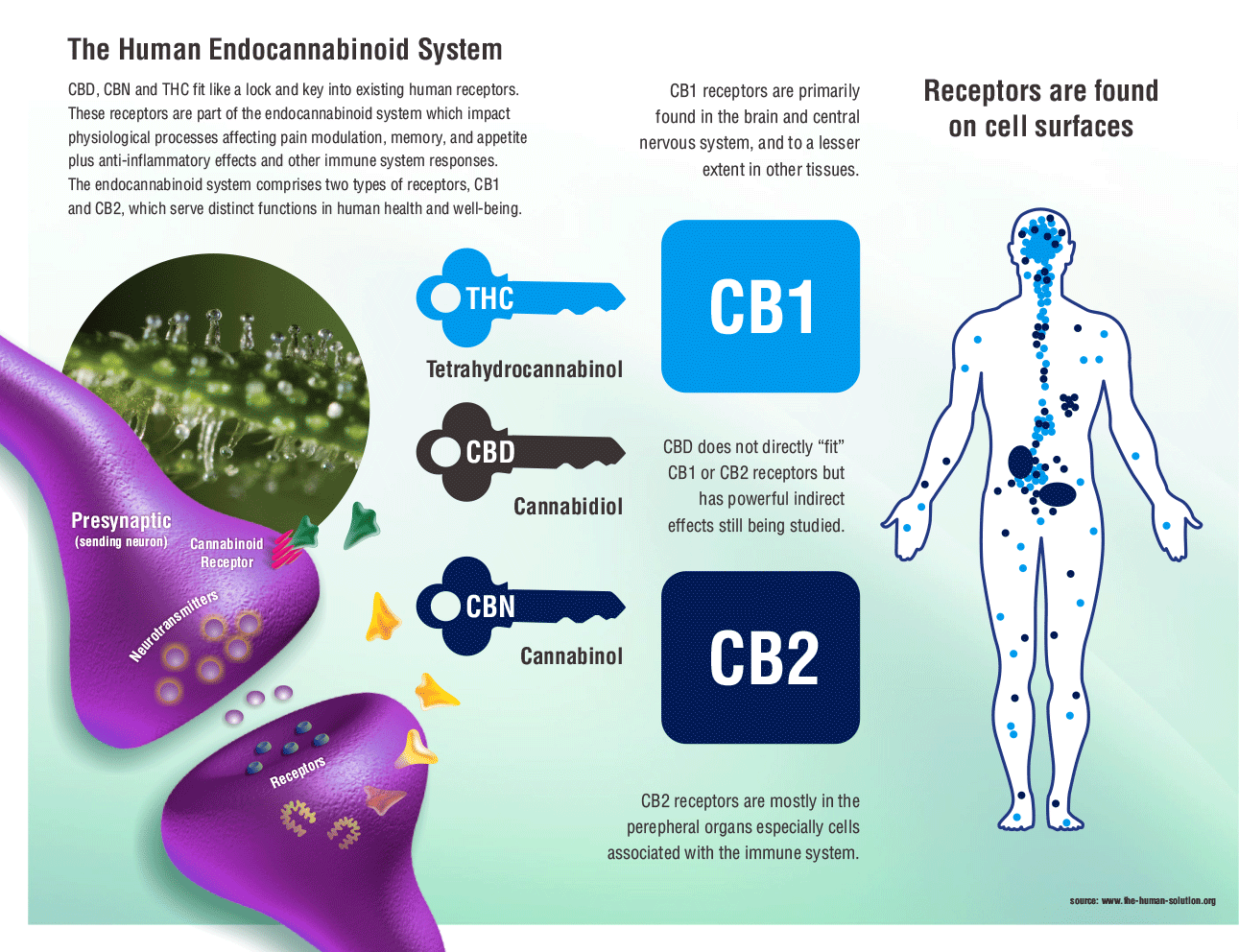Endocannabinoid System 101 Cannabis Digest