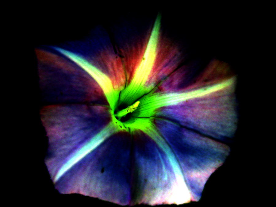 psychedelic_morning_glory01