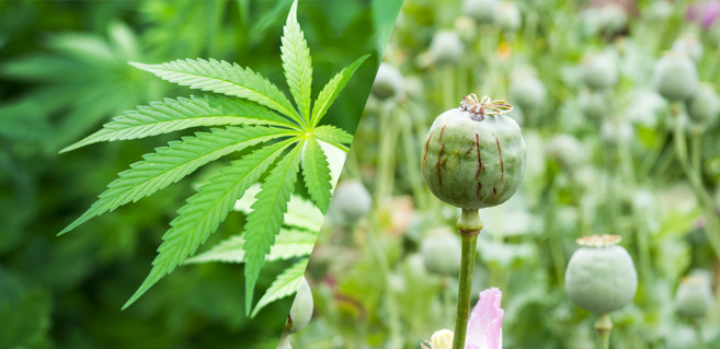 cannabis-opioid-poppy
