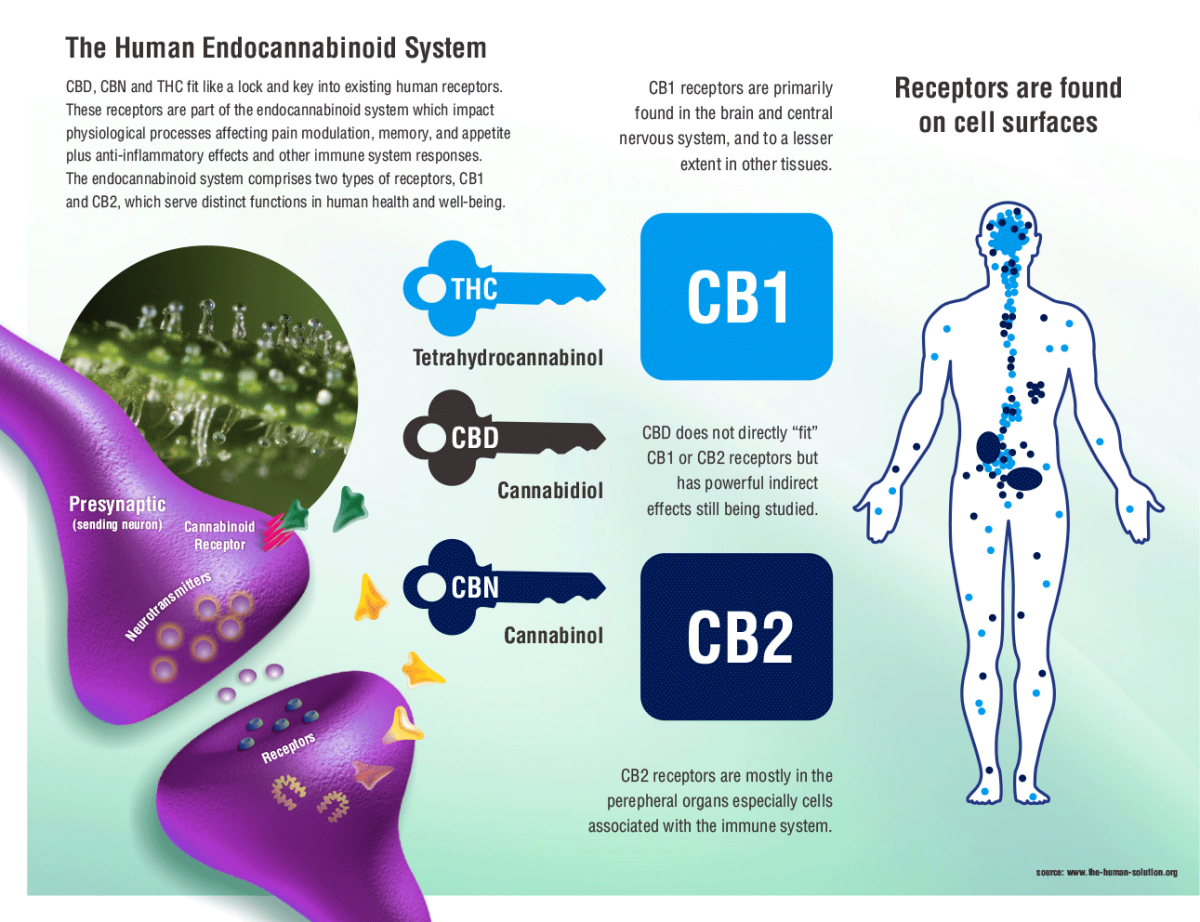 Endocannabinoid System 101 Cannabis Digest