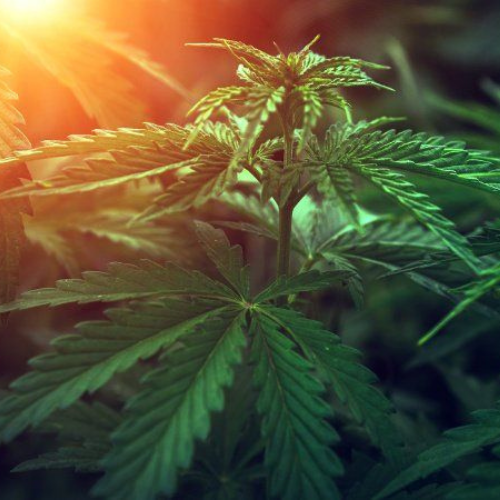 Cannabis hope - Cannabis Digest
